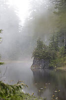 Foggy Pond