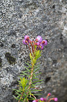 Heather Warmed By Rock