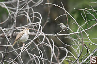 Hummingbird Listening To Hermet Thrush