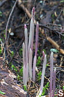 Pacific Coralroot