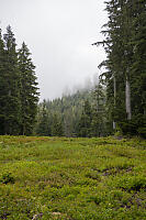 Plants Trimmed For Ski Run