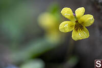 Western Roundleaf Violet