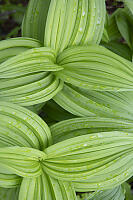 Wet Green False Hellebore