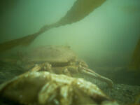2025-06-08_10-47-03_Dungeness Crab On Ground