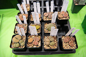 Lithops For Sale