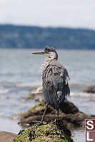 Fluffy Great Blue Heron