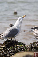 Gull Dropping Star