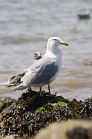 Gull Eaten Star