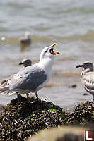 Gull Swallowing Star