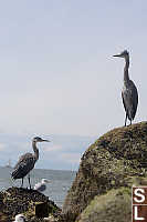 Two Great Blue Herons