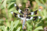 Eight Spotted Skimmer