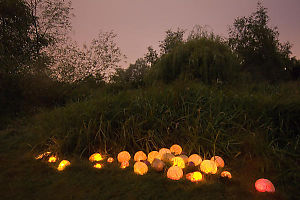 Lit Mushrooms Near Grass