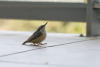 Red-breasted Nuthatch