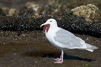 Seagull Swallowing Ochre Star