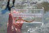 bay pipefish, slendernosed pipefish