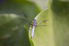 Blue Dasher