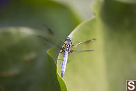 Blue Dasher On Pond Lily Leaf