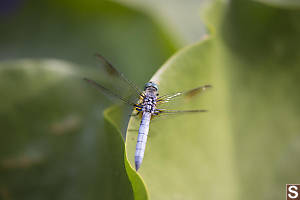 Blue Dasher On Pond Lily Leaf