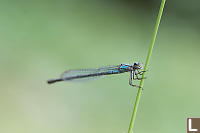 Damselfly With Feet Wrapped Around