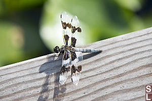 Eight Spotted Skimmer On Hand Rail
