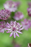 Flowers Opening To Sphere