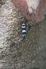 Banded Alder Borer On Log