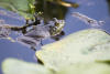 American Bullfrog