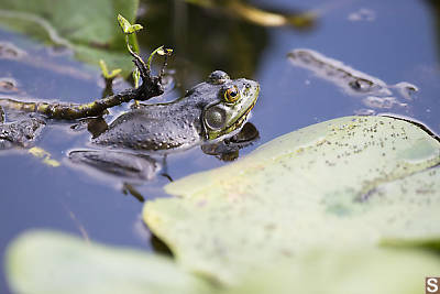 Bullfrog Covered In Bugs