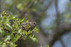 American Bushtit