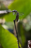 Dragonfly With Nymph Skin