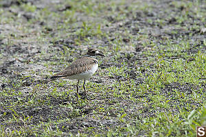 Killdeer In Field