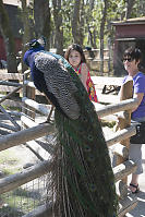 Nara And Grandma Looking At Peacock