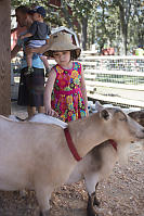 Nara Brushing The Goats