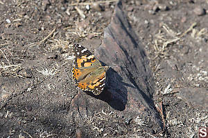Painted Lady On Rock