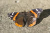 Red Admiral