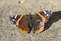 Red Admiral On Sidewalk