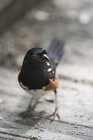 Spotted Towhee On Bridge