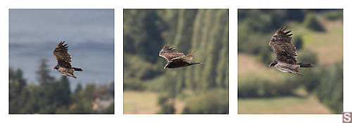 Turkey Vulture Circling Mount Doug