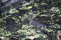 Western Painted Turtle Near Rock Wall