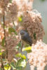 Bushtit Gleening Bugs