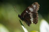 Lorquin's Admiral