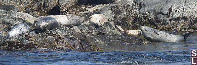 Harbour Seals On The Rocks