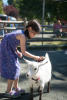 Nara Petting Goat