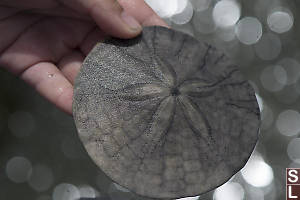 Nice Sand Dollar Shell