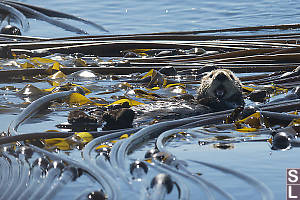 Sea Otter Mouth Open