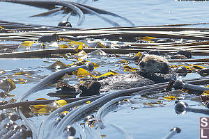 Sea Otter Resting In Kelp