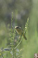 Western Tanger Female On Scotch Broom