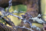 Bewicks Wren On Old Branch