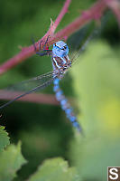 Blue Dragonfly Red Blackberry