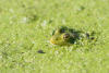 Frog In Weed